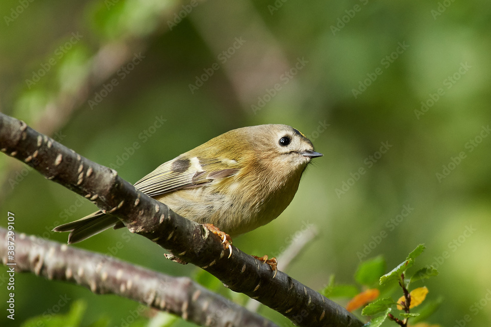 Fototapeta premium Goldcrest (Regulus regulus)