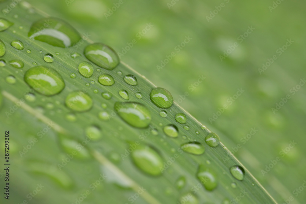 Water drops on green leaves background