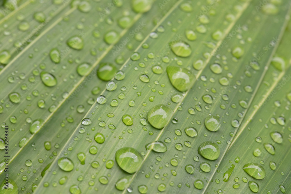 Water drops on green palm leaves background Water drops on green palm leaves background