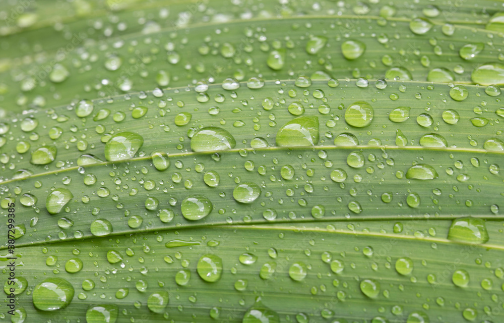 Water drops on green palm leaves background Water drops on green palm leaves background