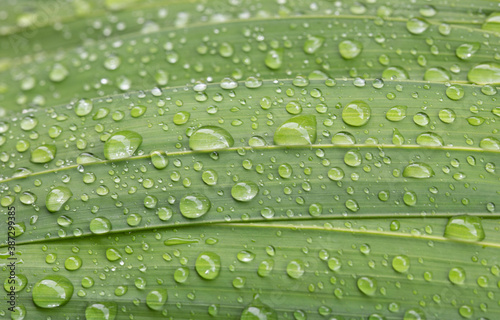 Water drops on green palm leaves background