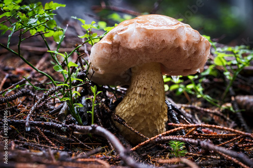 Edible mushroom in nature in the forest.