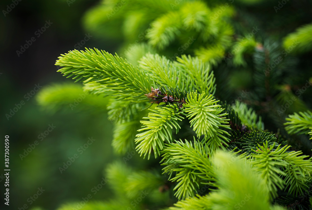 Lush green leaves of spruce in nature.