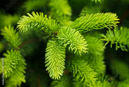 Lush green leaves of spruce in nature.