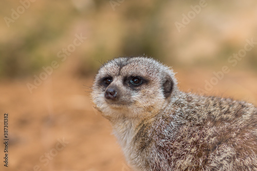 Meerkat stands, against a background of blurred desert sand