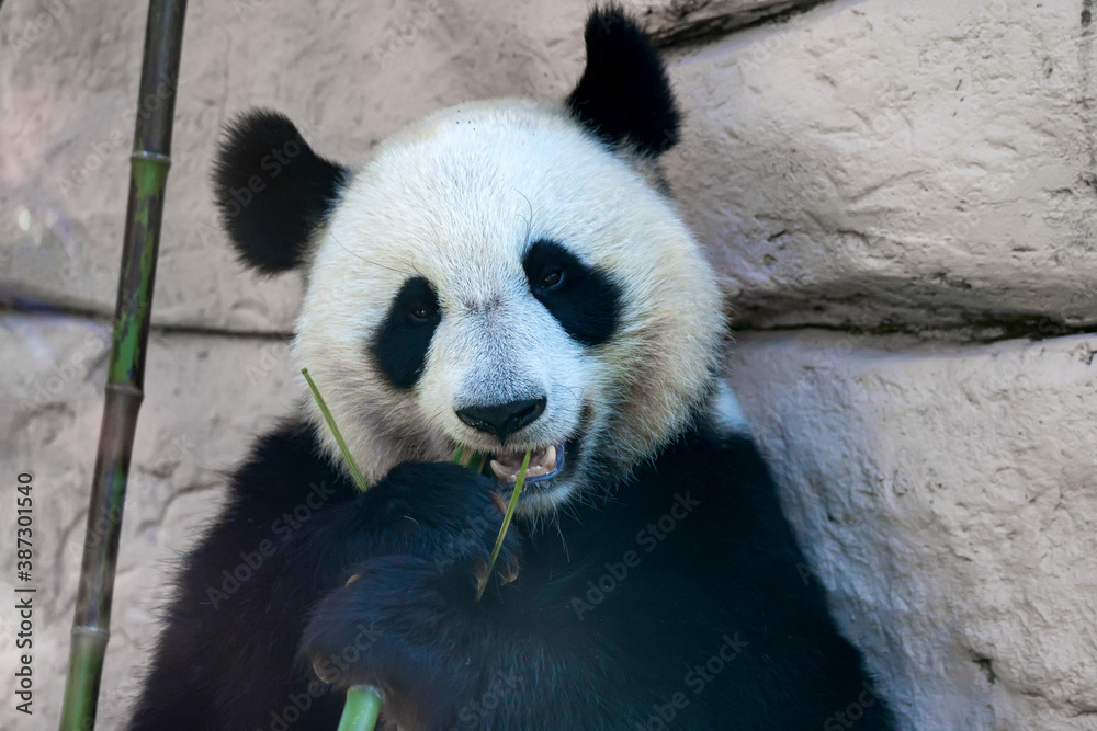 Close up of Giant panda eats some bamboo stick
