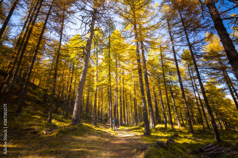 Fototapeta premium Man in the middle of a path in a forest of pine trees with autumn colors