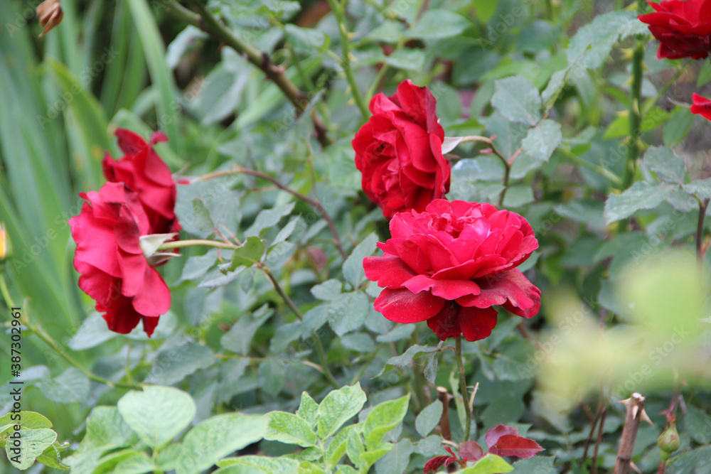 big beautiful flowers grow bright in summer big beautiful flowers grow bright in summer