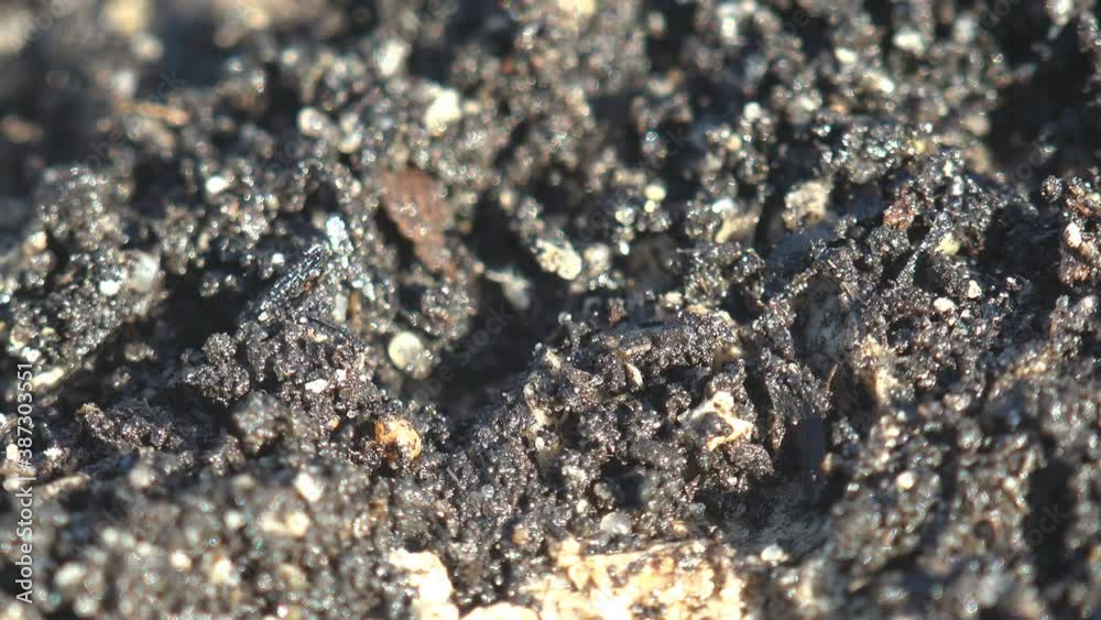 Small white bug, less than one millimetre in size, run along black ground with an ant Small white bug, less than one millimetre in size, run along black ground with an ant