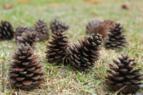 Pine cones on the grass in forest