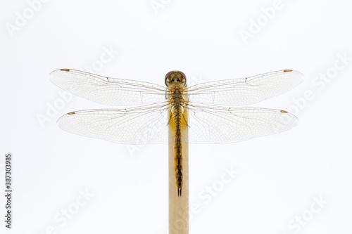 Brown dragonfly on white background
