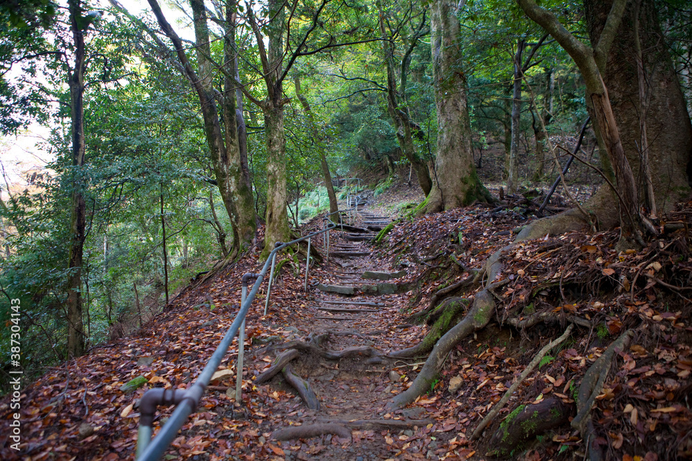 Fototapeta premium 鞍馬山の山道