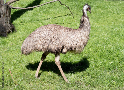 Fototapeta the emu is a flightless tall bird