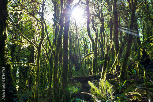 landscape with forest jungle trees