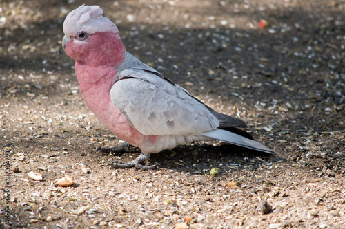 the galah is a pink and white bird