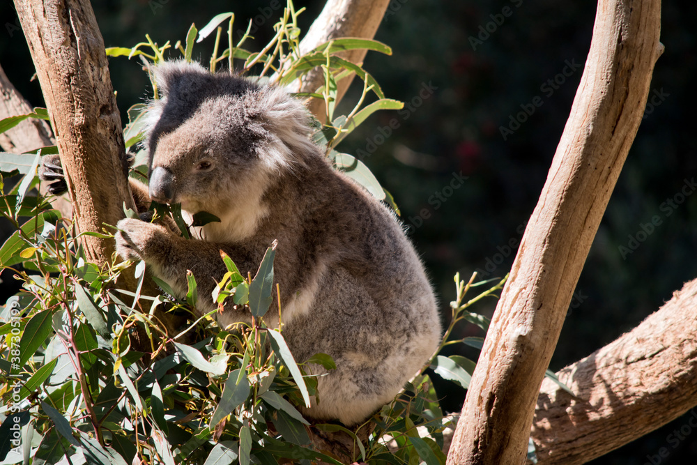 Fototapeta premium the koala is eating gum leaves in a tree