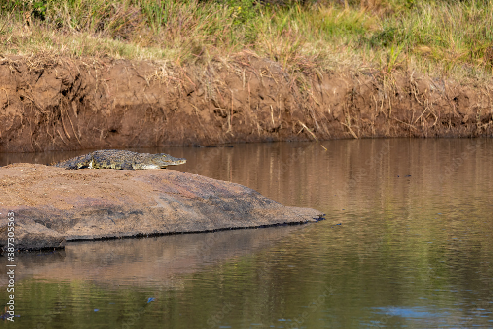 Nile crocodile, Crocodylus niloticus, resting next to the river, catching some sun, Pilanesberg National Park, South Africa safari wildlife Nile crocodile, Crocodylus niloticus, resting next to the river, catching some sun, Pilanesberg National Park, South Africa safari wildlife