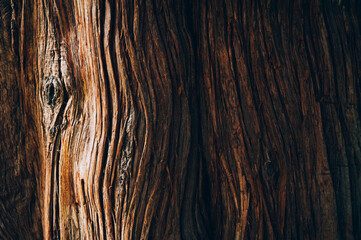 Tree bark texture close up, natural background