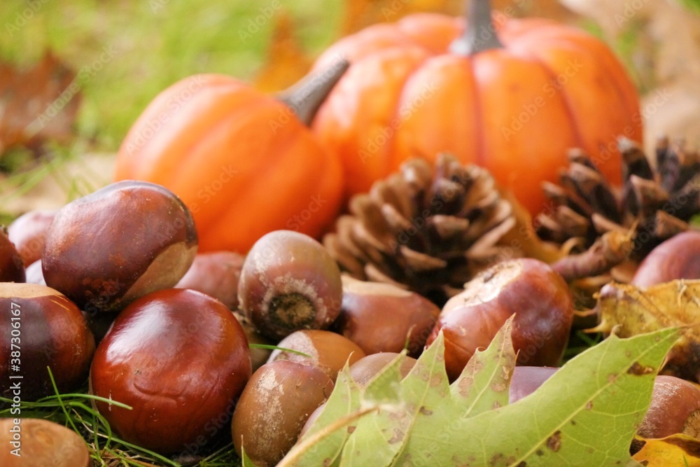 かぼちゃとどんぐり