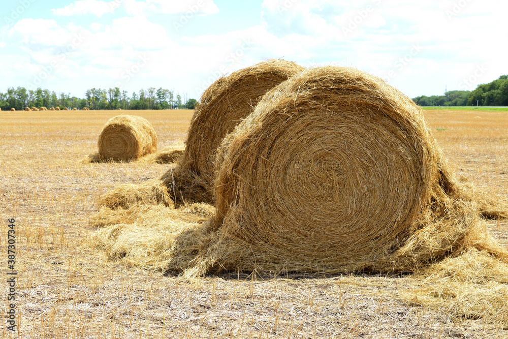 Several stacks of hay on blue sky background Several stacks of hay on blue sky background