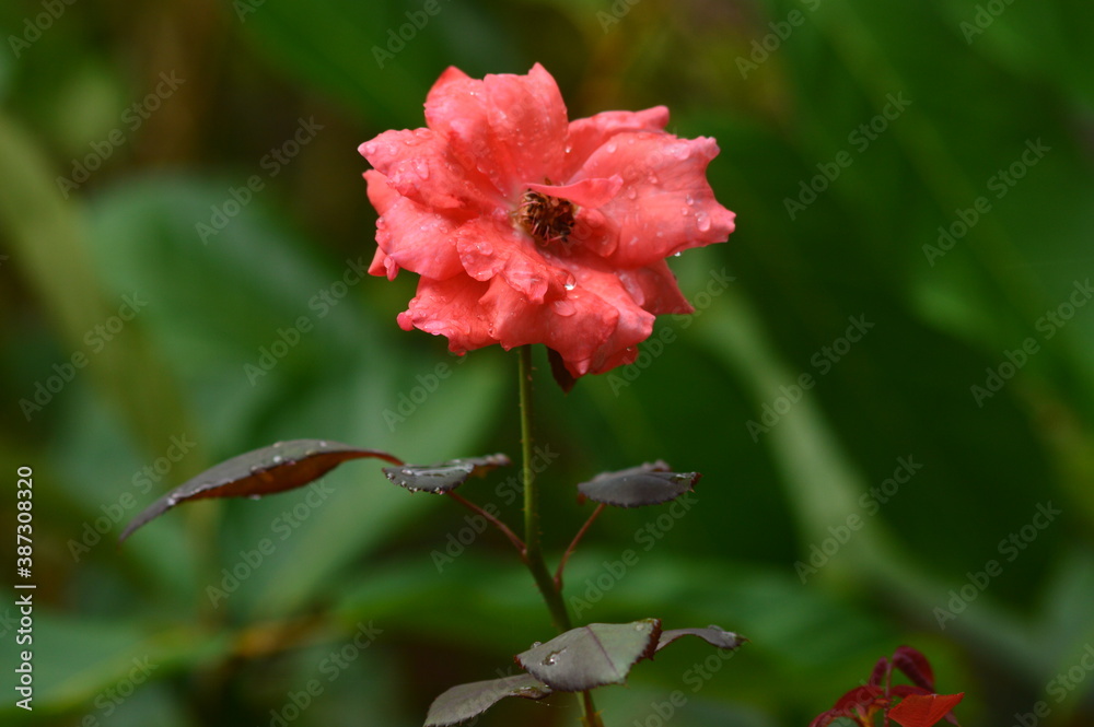 red flower in the garden