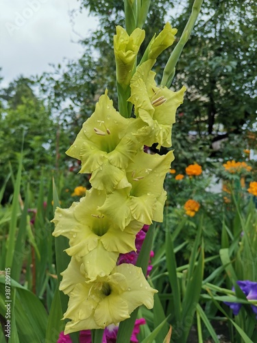flowers in the garden