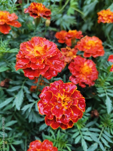 orange dahlia flower