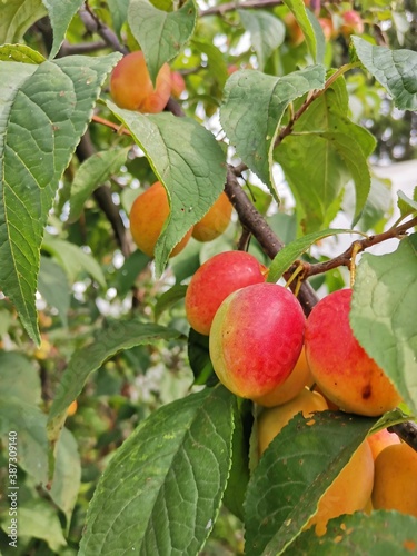 apples on a tree