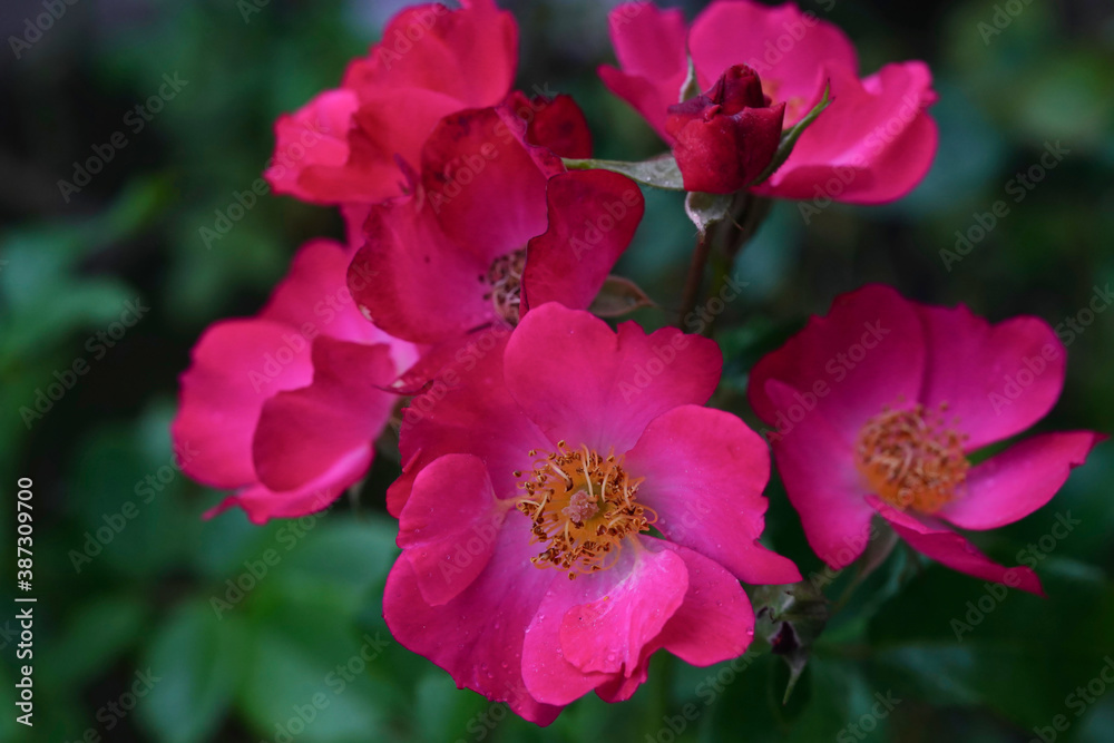 rose flower in the garden rose flower in the garden