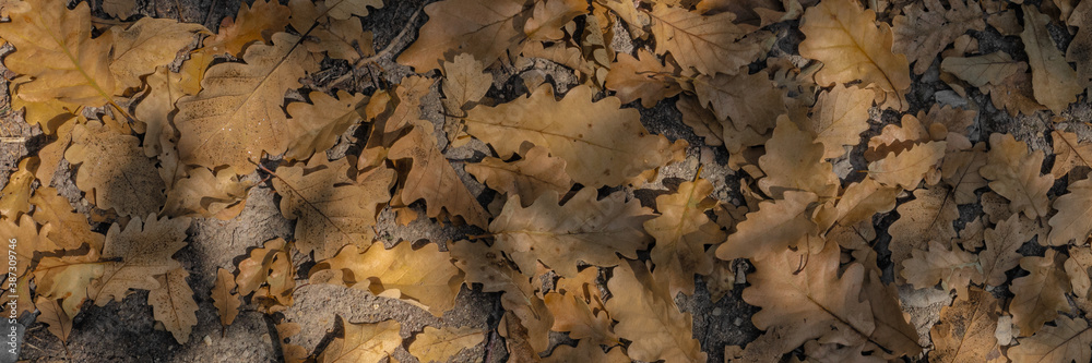 Naklejka premium Dry oak leaves in a forest clearing