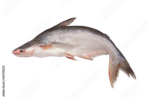 Fresh pangasius fish isolated on white background