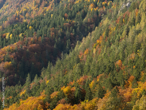 Mixed forest colored in autumn