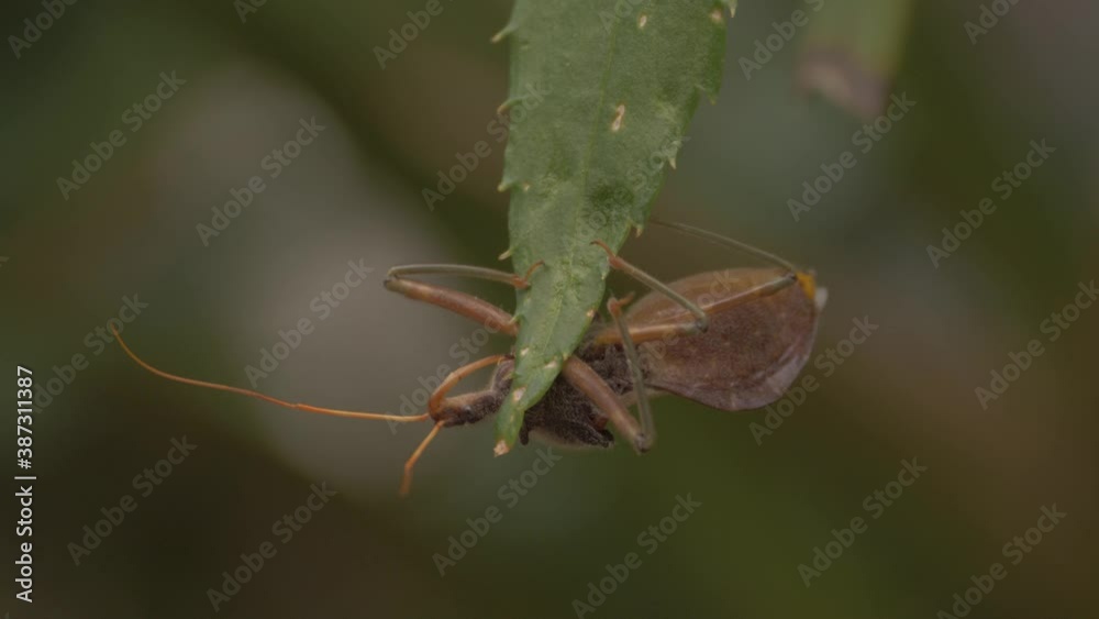 Common Assassin Bug On Green Aloe Leaf - Pristhesancus Plagipennis - selective focus Common Assassin Bug On Green Aloe Leaf - Pristhesancus Plagipennis - selective focus