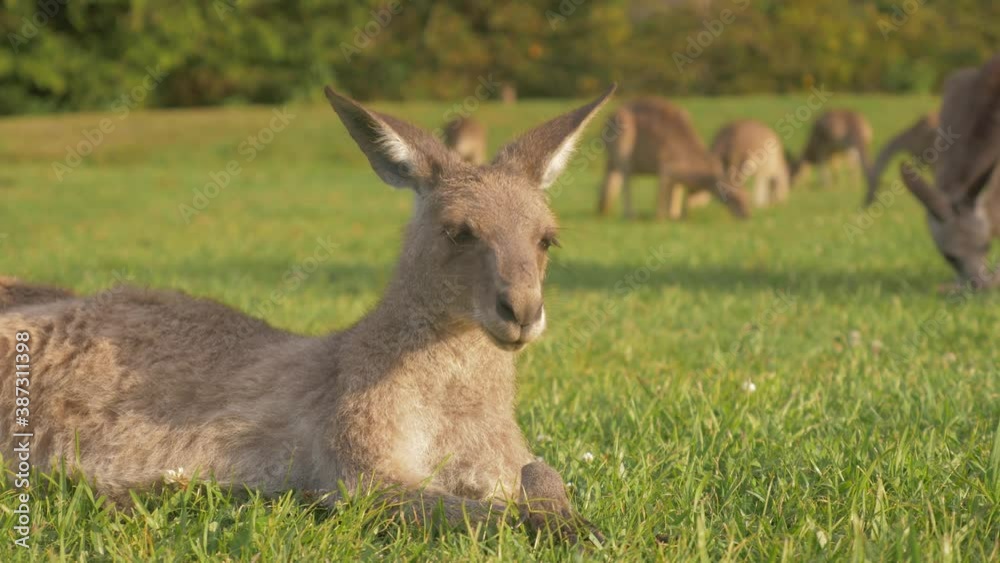 Eastern Grey Kangaroo Lazily Lying While Eating And Chewing Grass - Mob Of Kangaroo Eating On The Grassland In Summer - Gold Coast, QLD, Australia. - close up shot Eastern Grey Kangaroo Lazily Lying While Eating And Chewing Grass - Mob Of Kangaroo Eating On The Grassland In Summer - Gold Coast, QLD, Australia. - close up shot