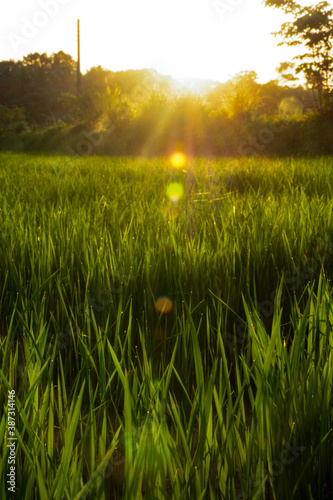 sunset over the field