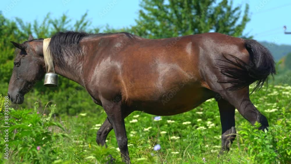 Beautiful brown horse with bell on her neck graze near the farm. Many annoying flies sit on her nose and eyes. She try to throw them off but they come back every time. Difficult animal life. Wild Beautiful brown horse with bell on her neck graze near the farm. Many annoying flies sit on her nose and eyes. She try to throw them off but they come back every time. Difficult animal life. Wild
