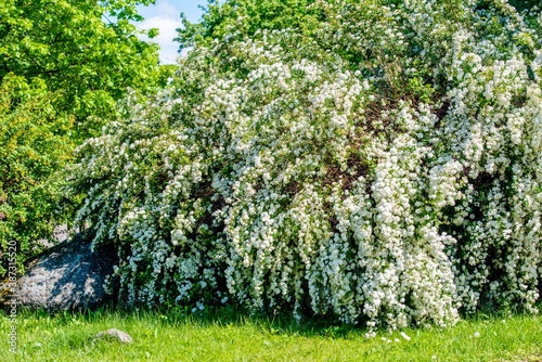  Spirea bushes bloom in the spring in May 