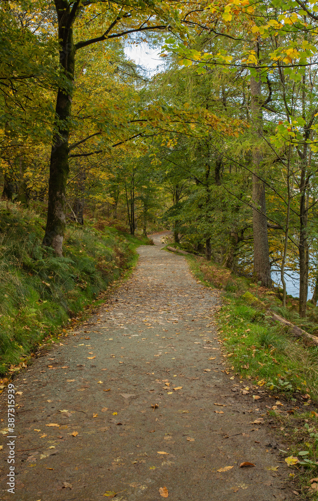 Fototapeta premium Pathway through the autumn forest