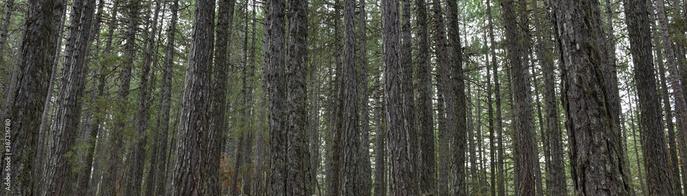 Obraz premium Forest Texture 