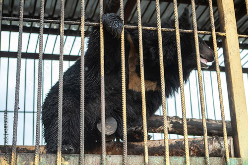 Bear in a cage. Wild animal in captivity. 