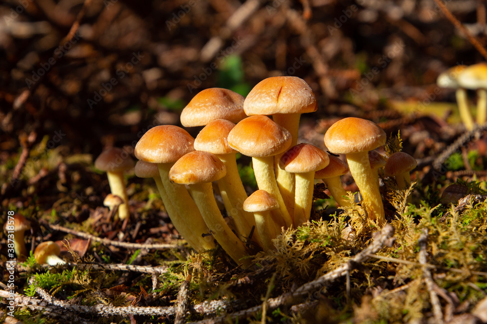 Side view of gray leaved sulfur head mushroom, also called Hypholoma capnoides or Graublaettriger Schwefelkopf Side view of gray leaved sulfur head mushroom, also called Hypholoma capnoides or Graublaettriger Schwefelkopf