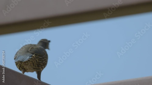 California Quail walking on top of overhang in slow motion photo