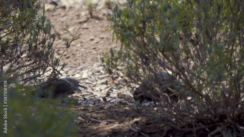 California Quail baby chicks looking for food in slow motion California Quail baby chicks looking for food in slow motion