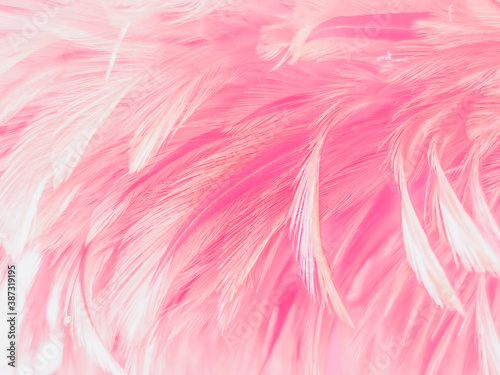 Beautiful​ abstract​ pink​ feathers​ on​ white​ background, gray​ white​ feathers​ on​ pink​ background, love​ banner, valentines Day​ theme, wedding