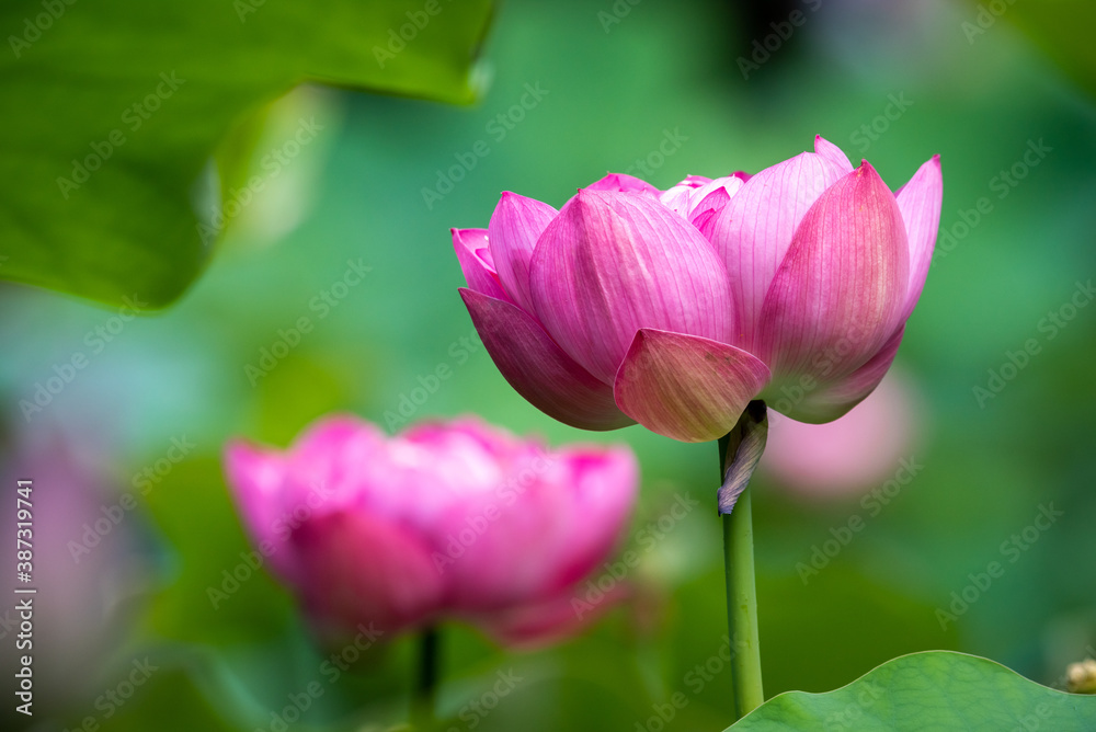 Pink lotus water lily and green leaves close-up view