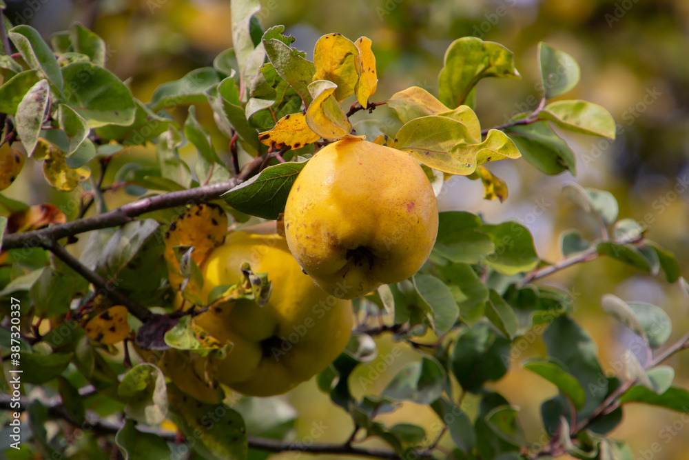Large yellow fruits of quince hanging in a tree ready for harvest