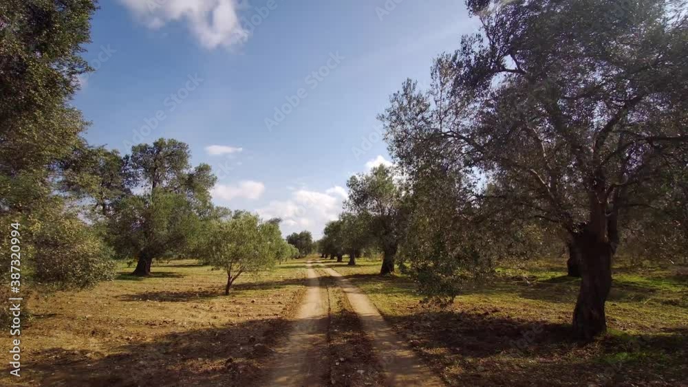 Camera image moving through the trees on a dirt road. Blue sky, clear air.