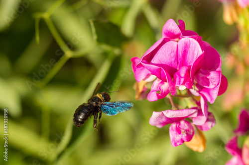 Xylocope insecte noir en vol vers une fleur mauve photo