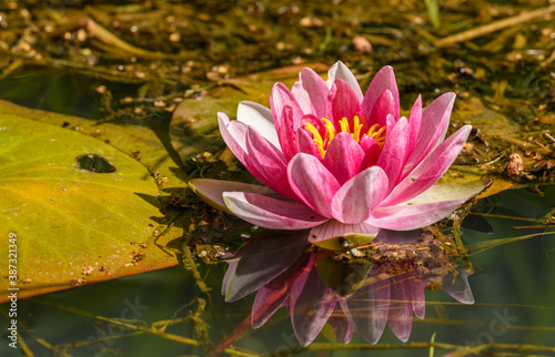 Fotografie water lily, water rose or white nenuphar (Nymphaea alba) flower