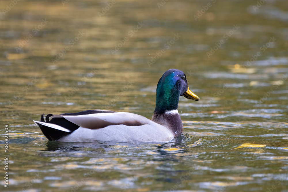 Obraz premium A male duck swimming on a little pond called Kalscheurer Weiher in Germany at a sunny day in autumn.